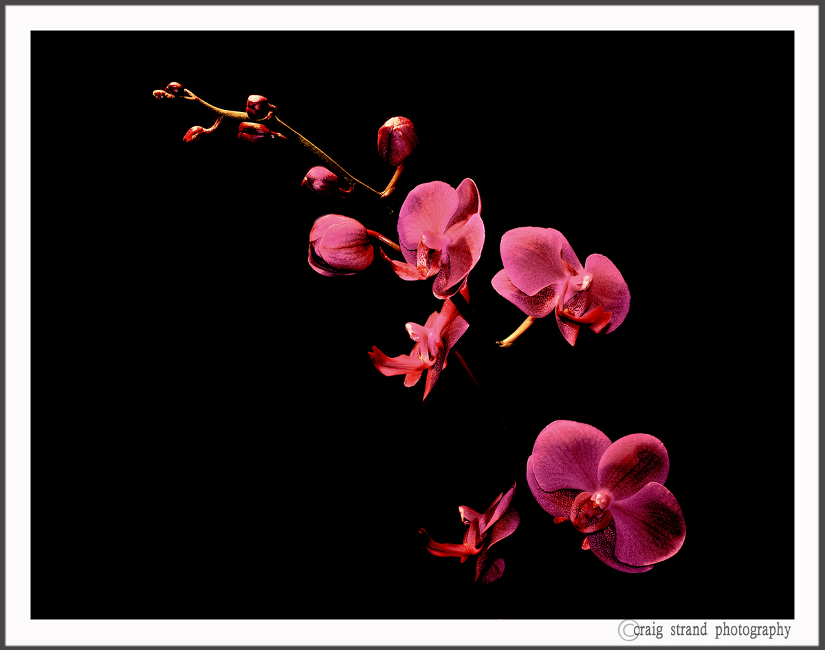 Orchid