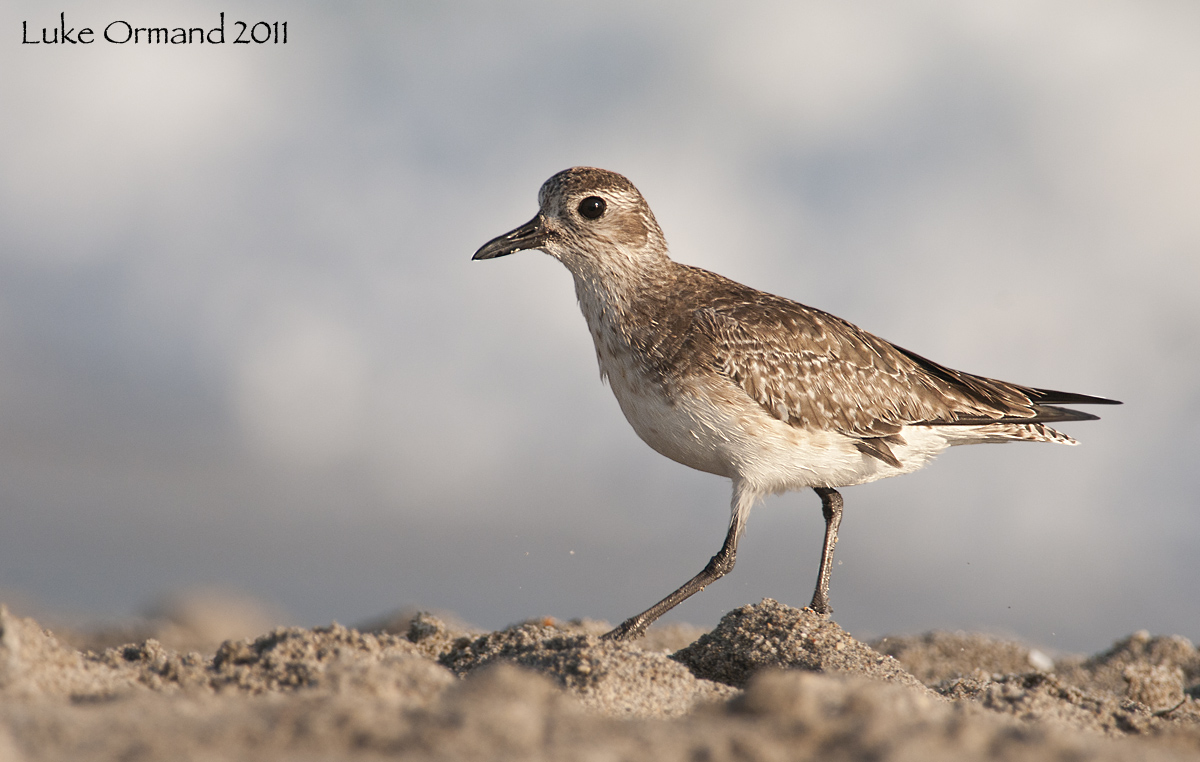 BB Plover