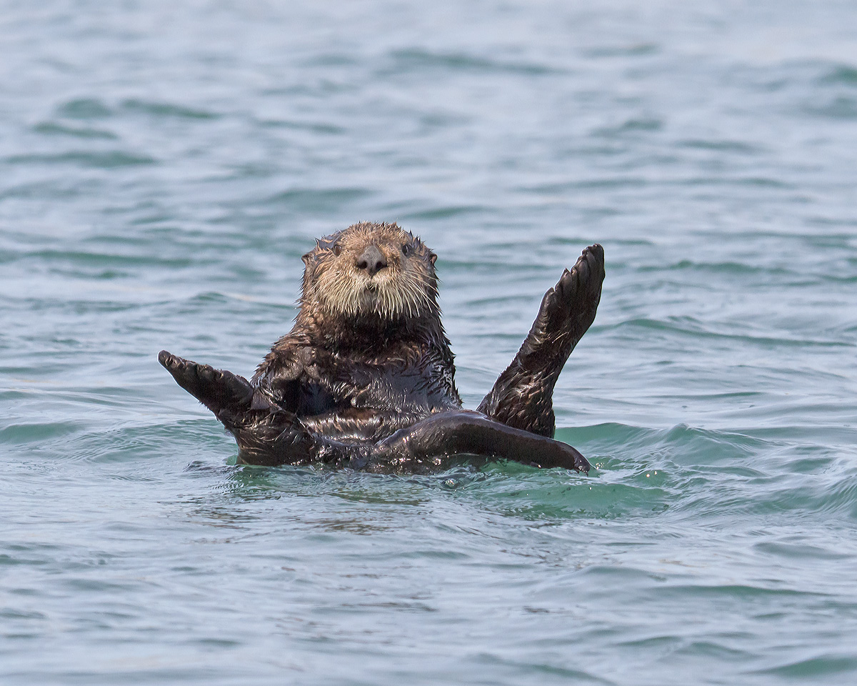 Otter
