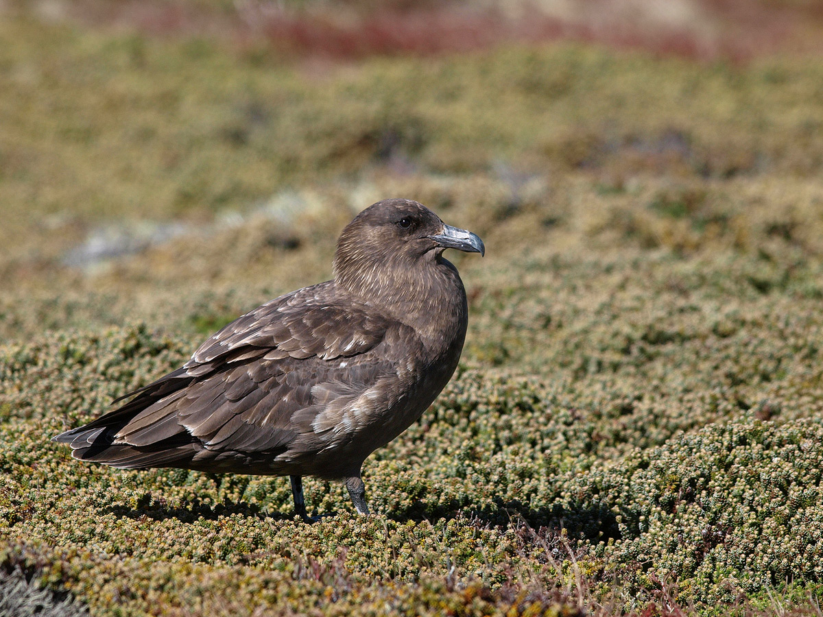 Brown Skua (corrected)