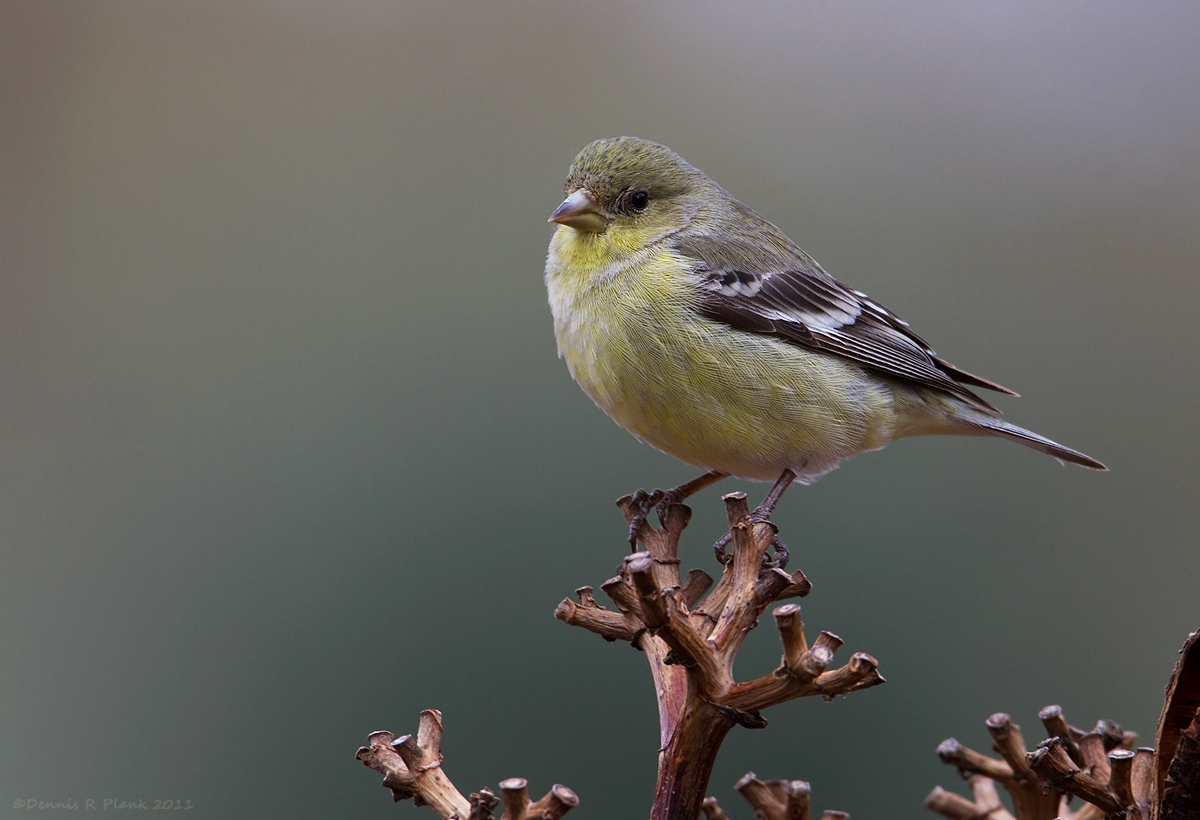 American Goldfinch