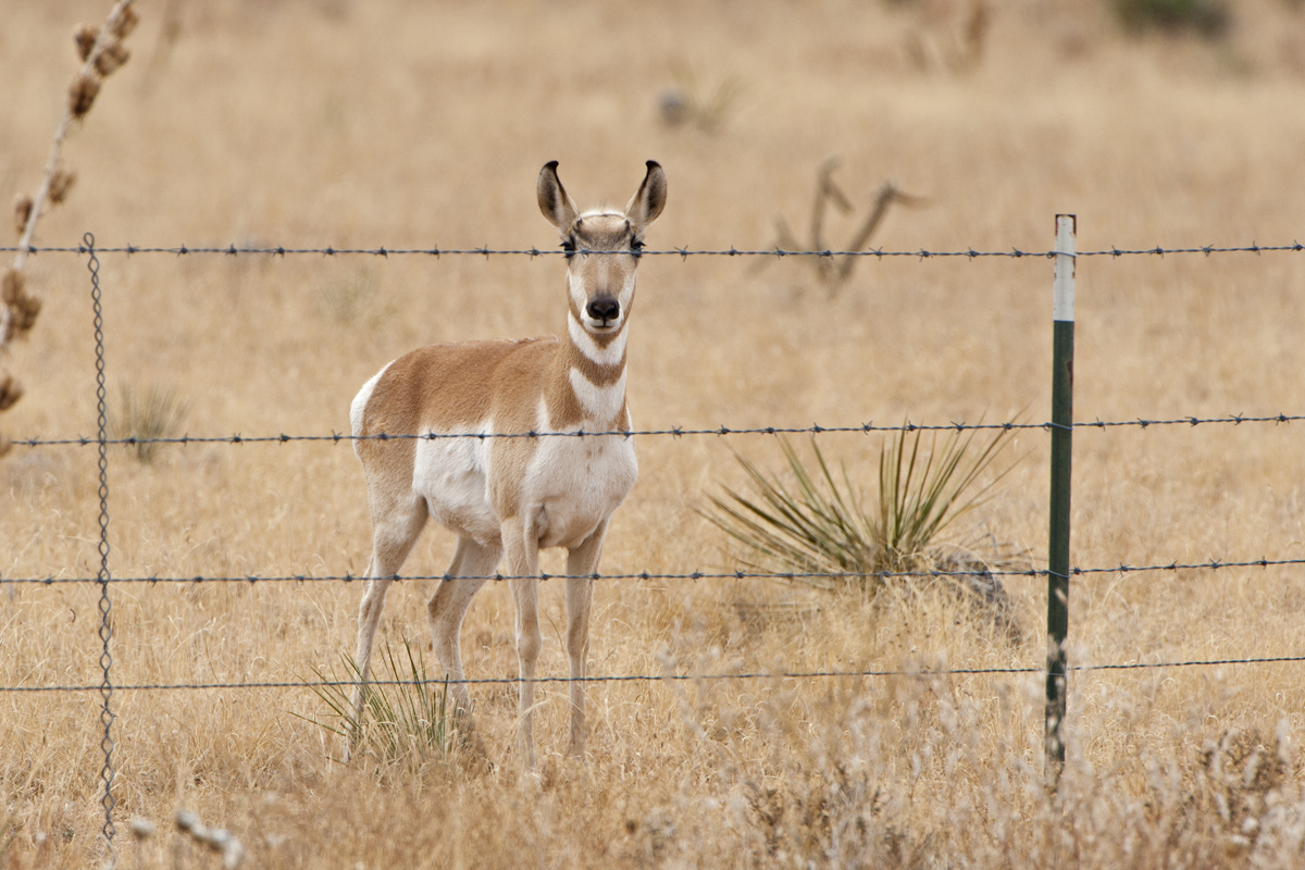 Pronghorn