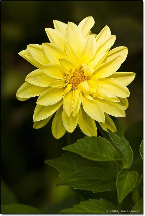 Dahlia