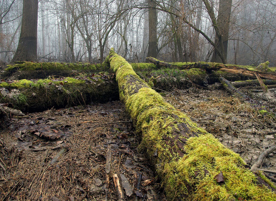 Danube Floodplains