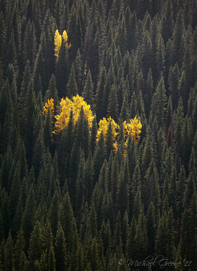 Pine Trees in Rain