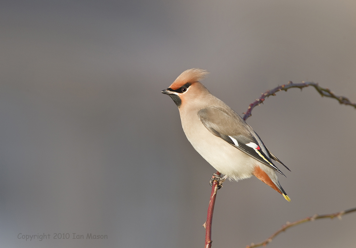Waxwing