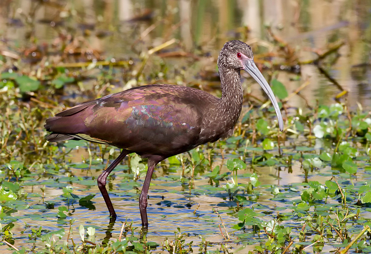 A Different Ibis