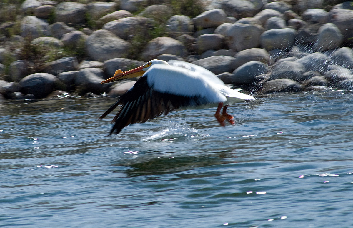 Pelican