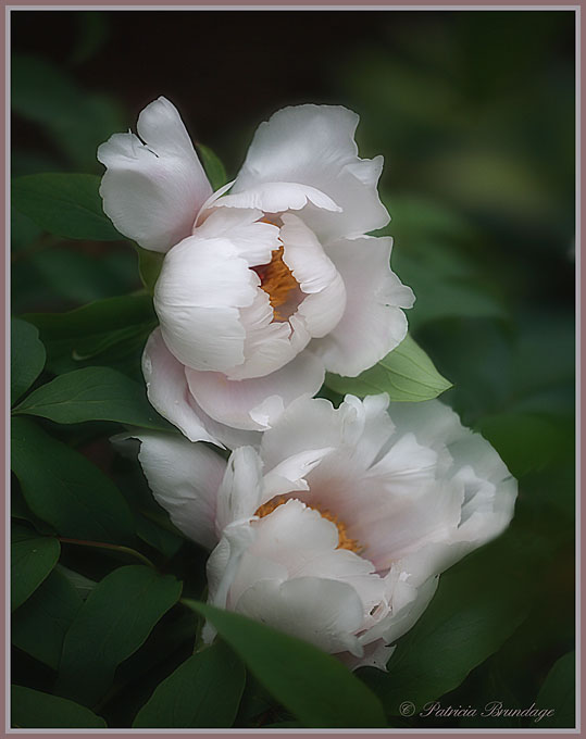 Twin Peonies