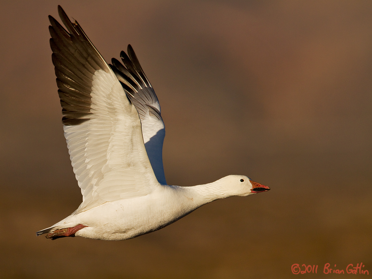Snow Goose Takeoff