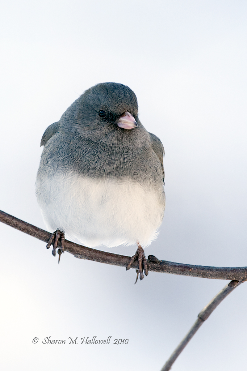 DE Junco