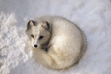 " Arctic Fox Moment "
