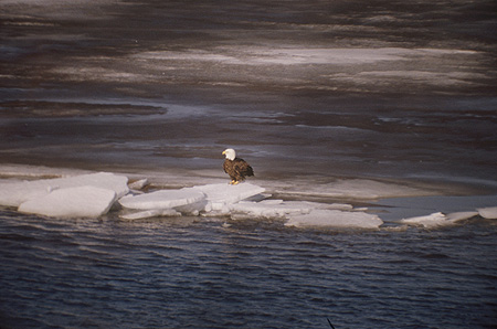 " Ice Eagle "