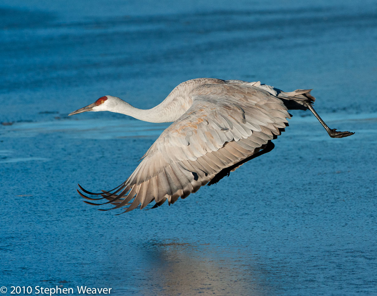 Low Flying Sandhill 