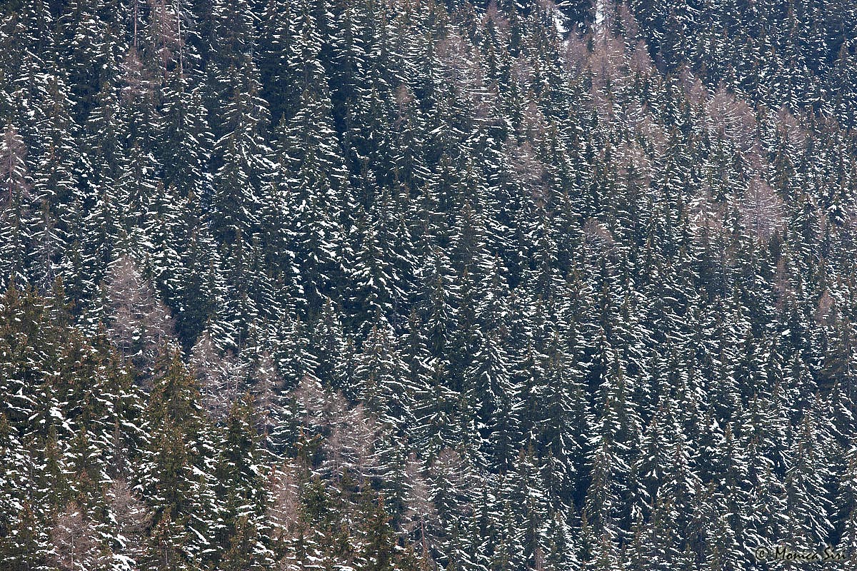 WC #466 Alps texture