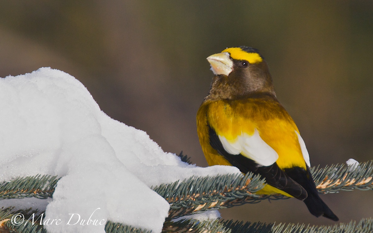 Evening Grosbeak II