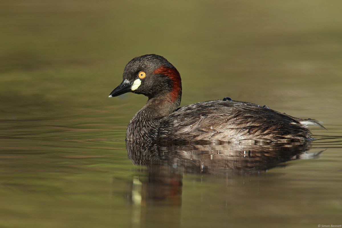 Australasian Grebe 2