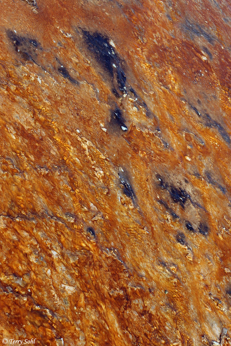 WC #466 - Bacterial Mat