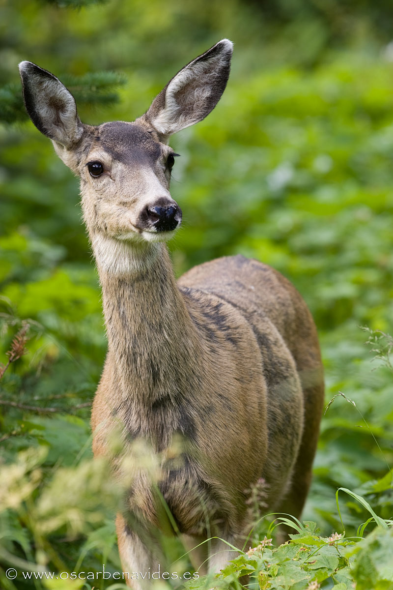 Deer