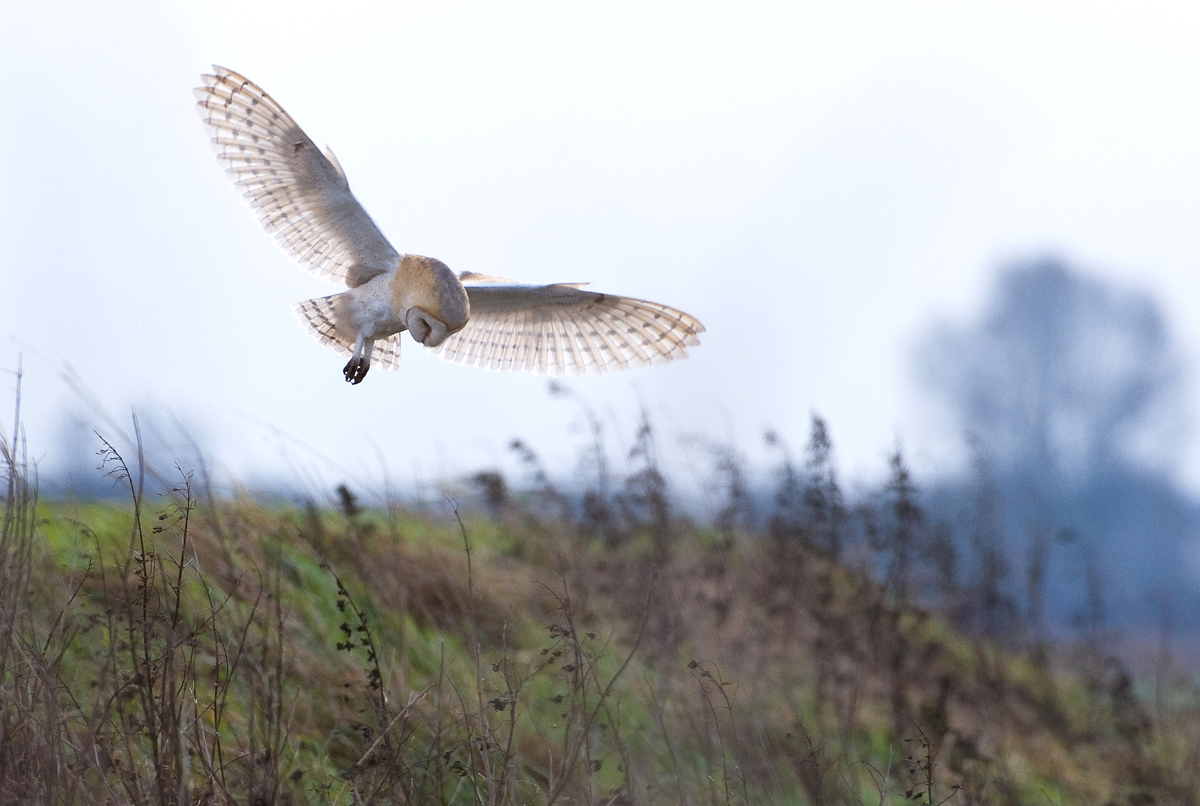 Hunting Barn Owl