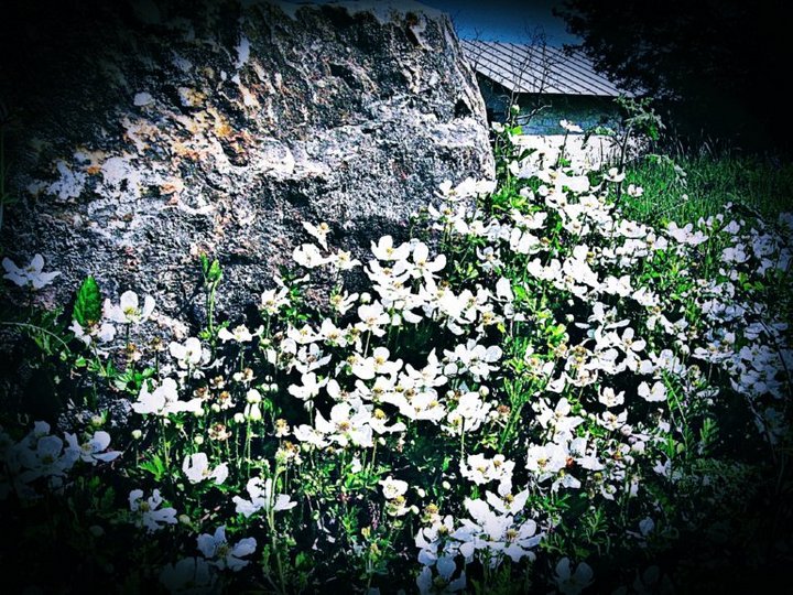 Cottage Flowers