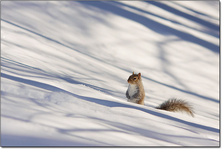 SquirrelScape