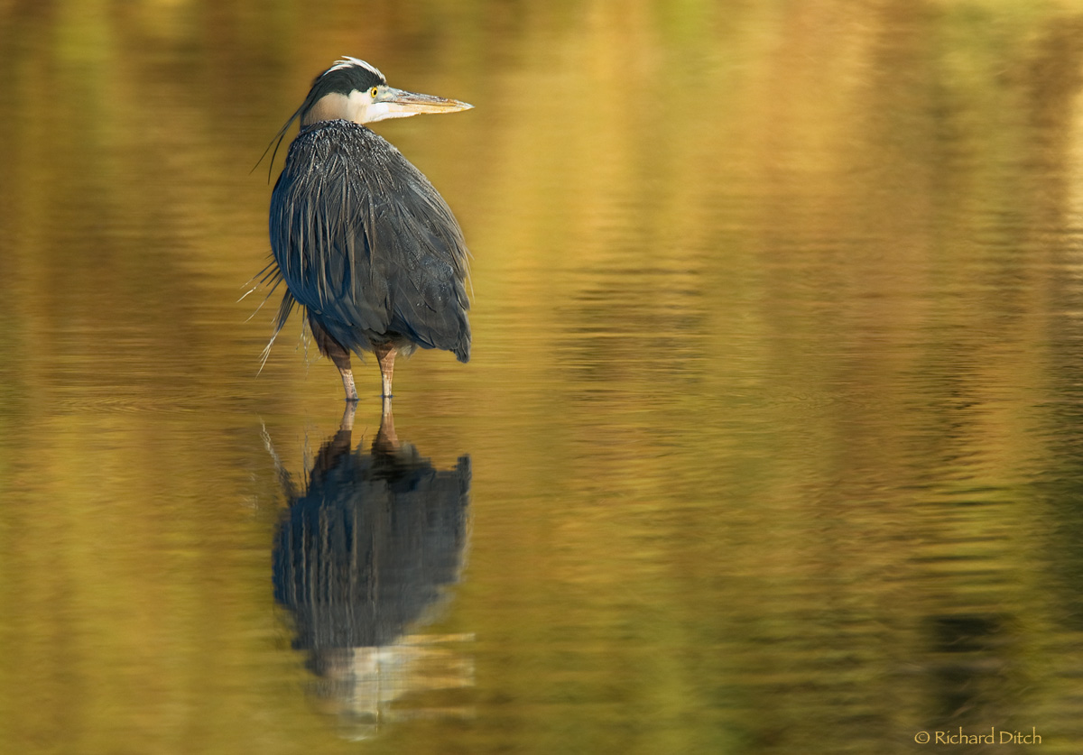 Great Blue Heron