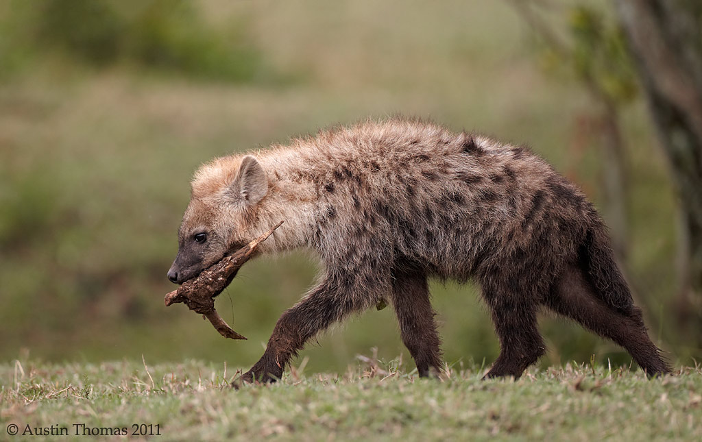 Hyena cub? with a bone
