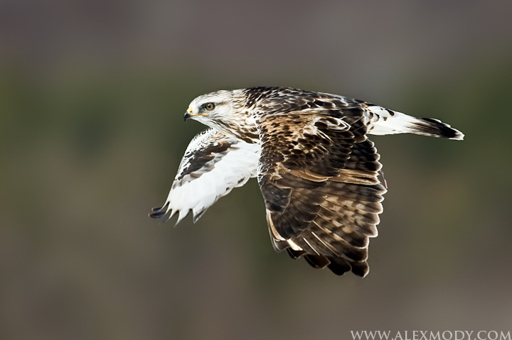 Rough Legged Hawk