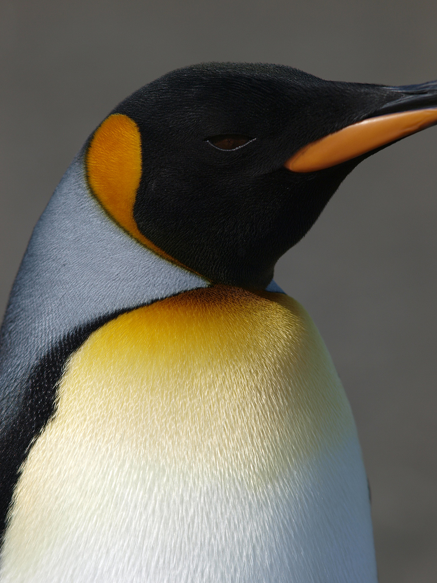 King Penguin Portrait 3