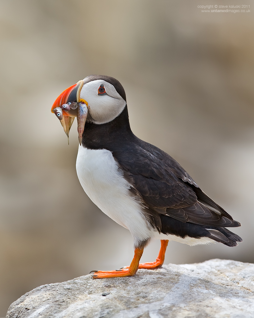 Puffin