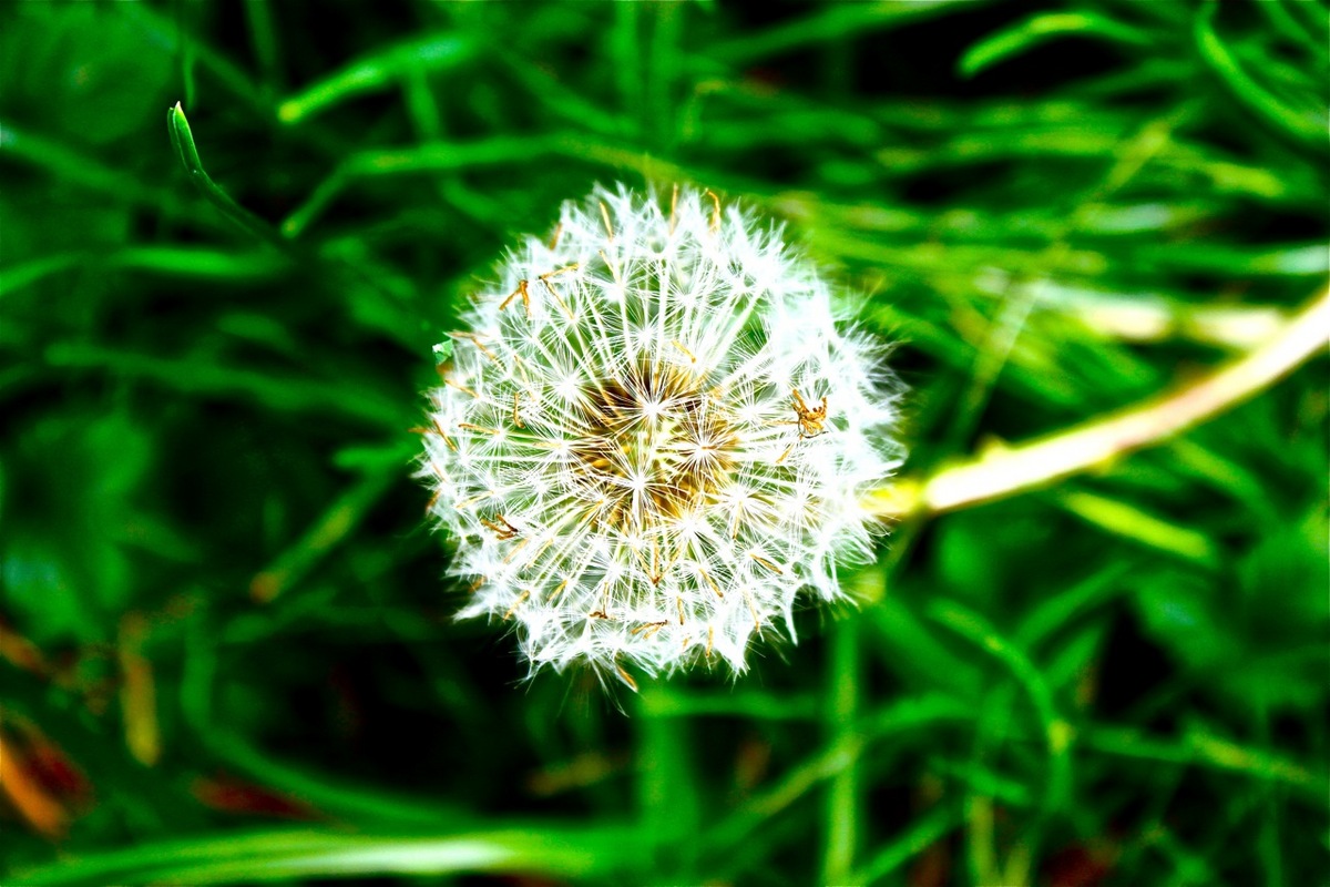 Taraxacum; The Dandelion