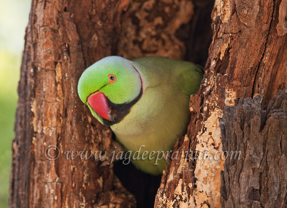 (W-repost) Rose- ringed Parakeet