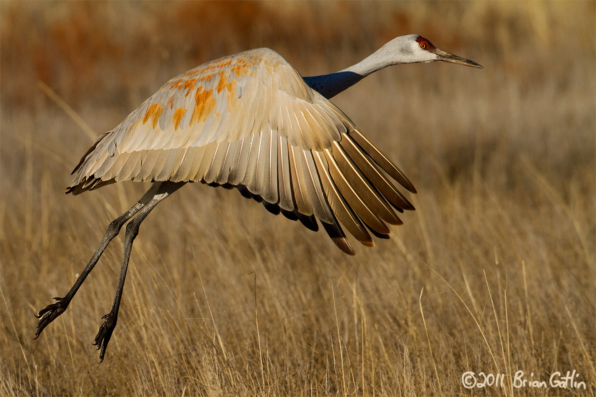 Another Bosque Sandhill