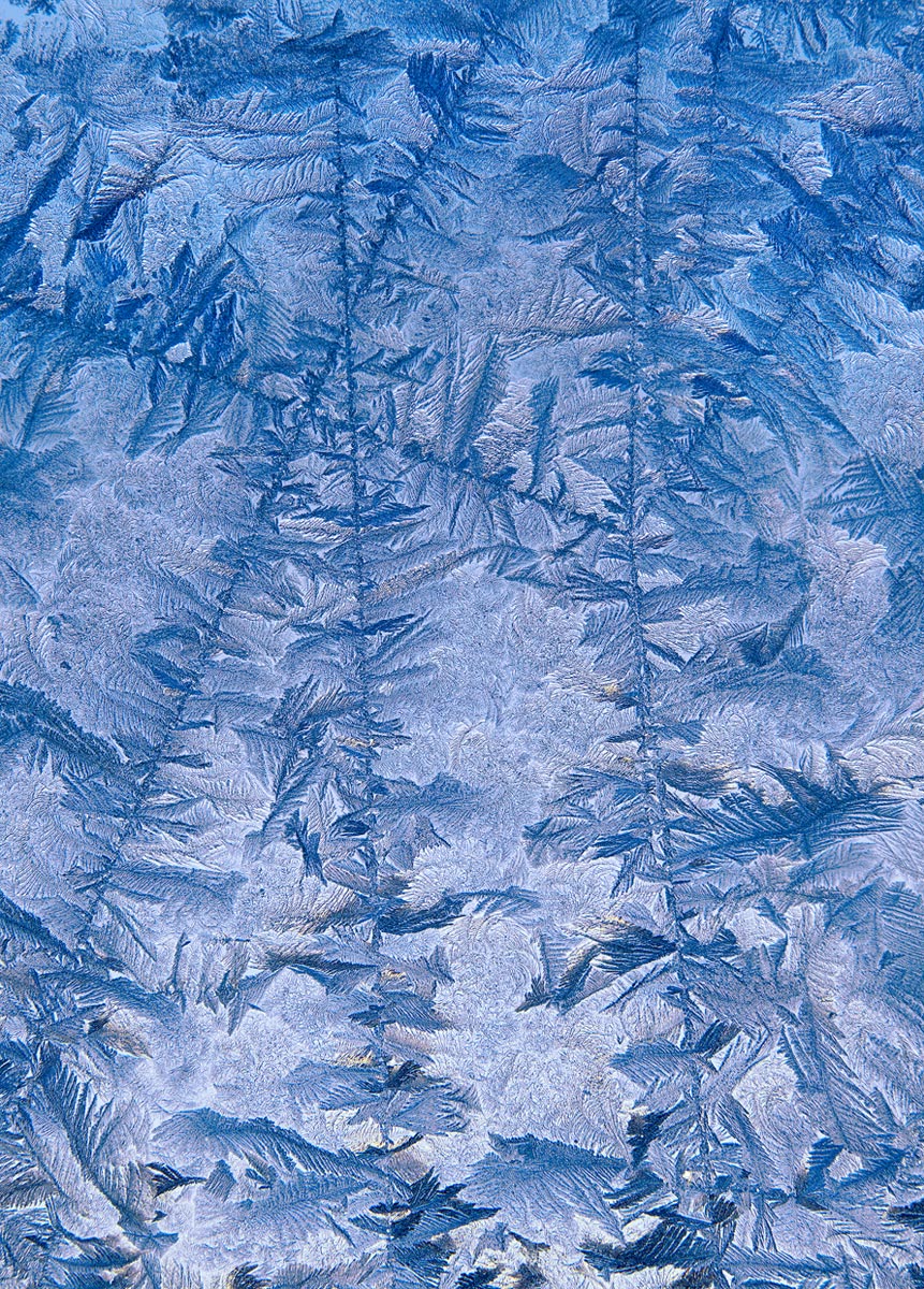 Ice Fern Garden