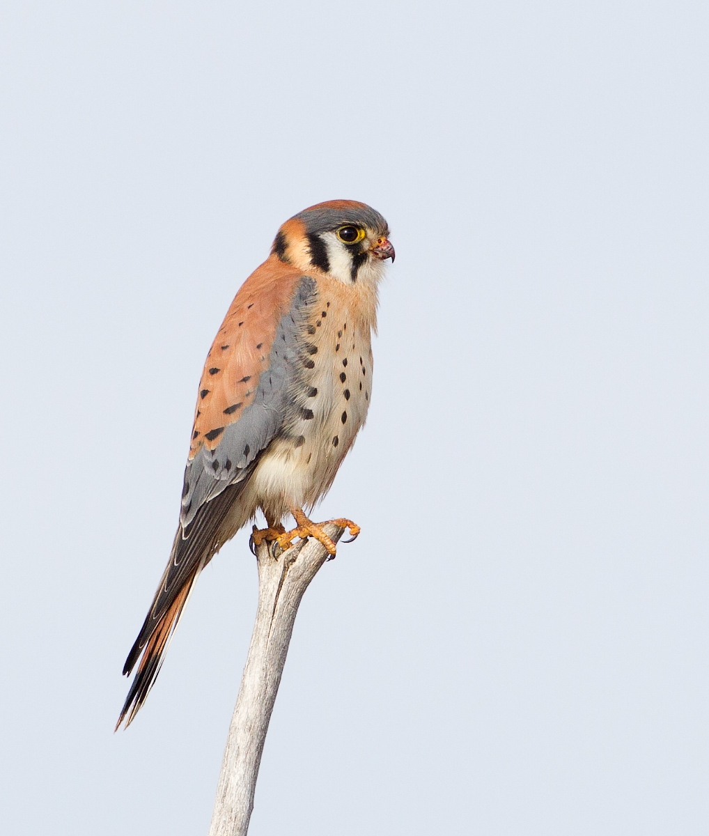 American kestrel