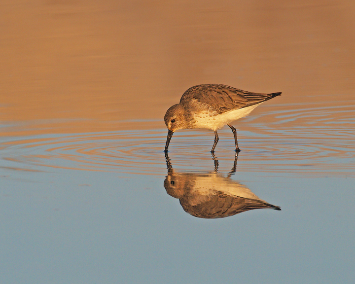 Shorebird in Shallows