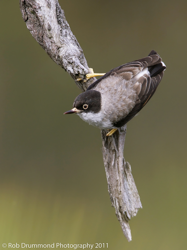 Varied Sittella