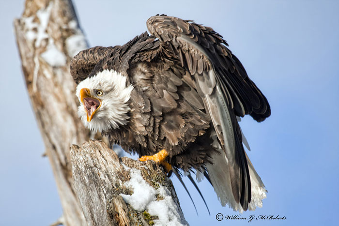 Eagle0001