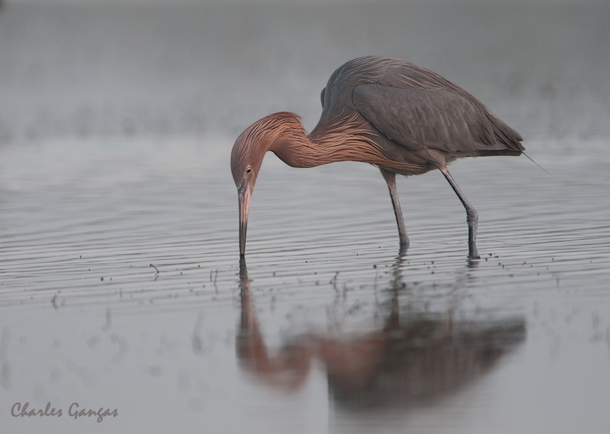 Reddish Egret