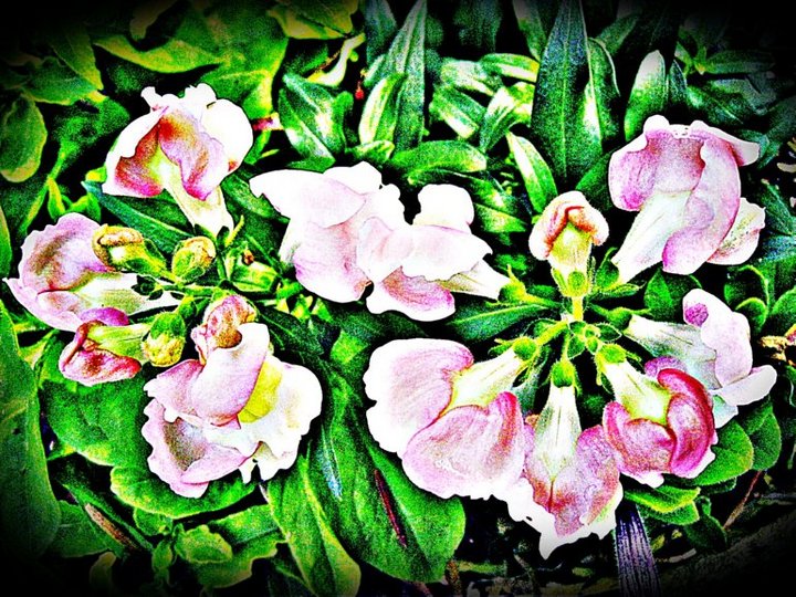 Snapdragons in Art