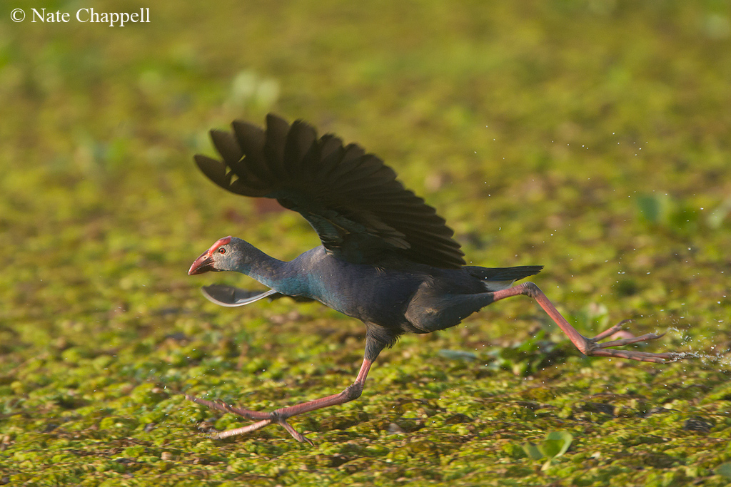 Purple Swamphen