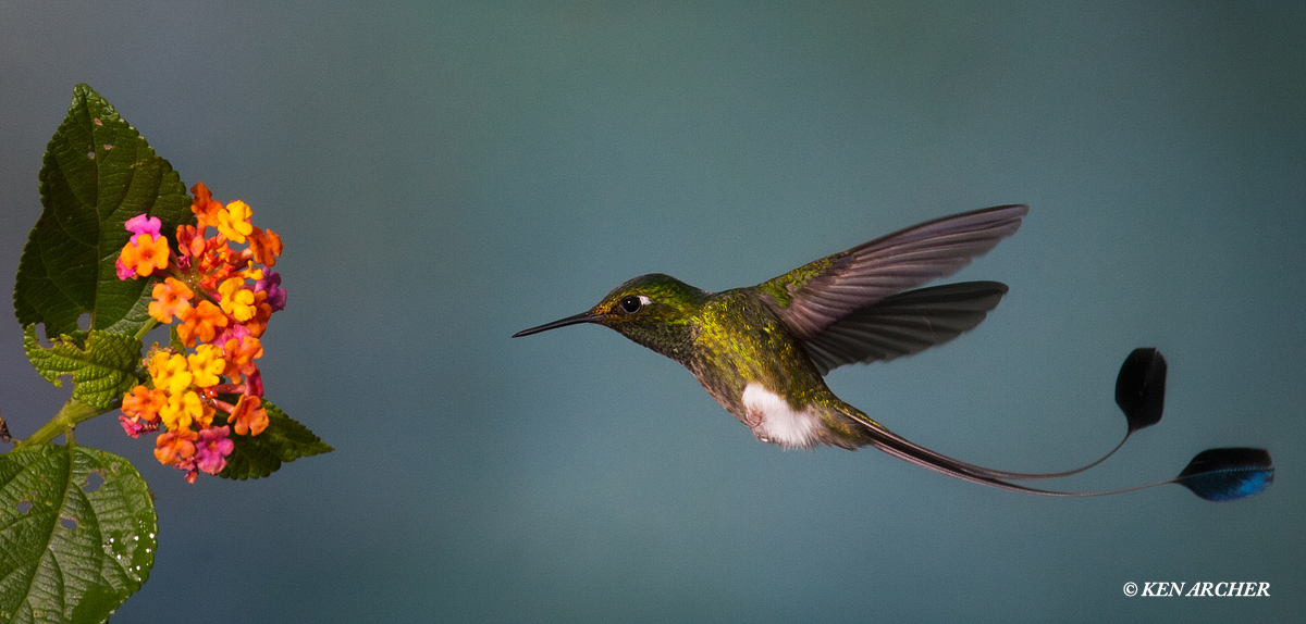 Booted Racket-tail
