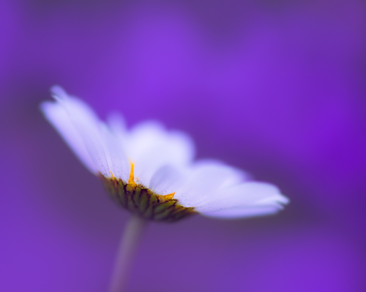 Purple Haze