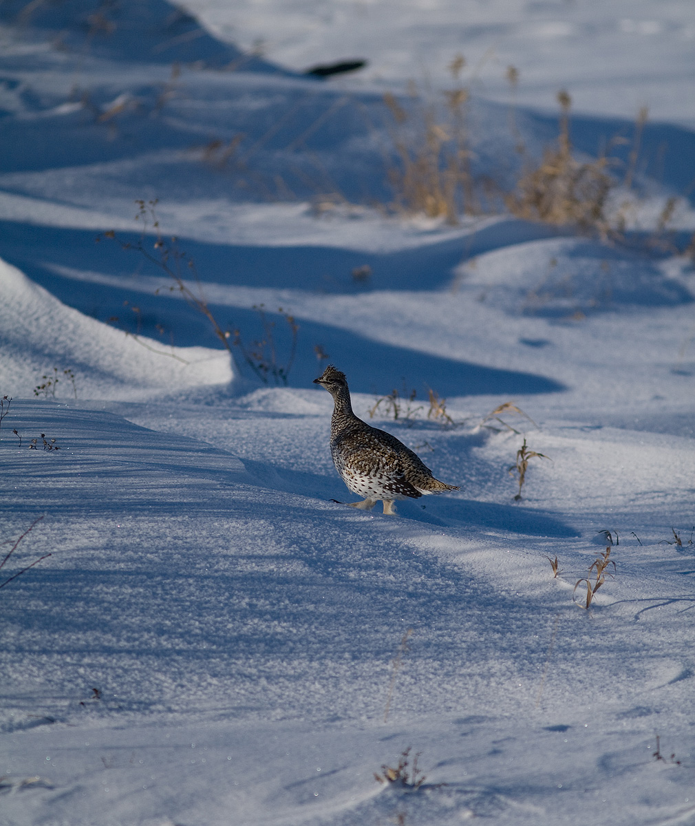 Sharp-Tailed Grouse