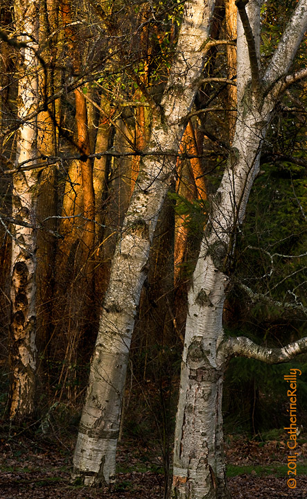 Mixed Forest Tangle