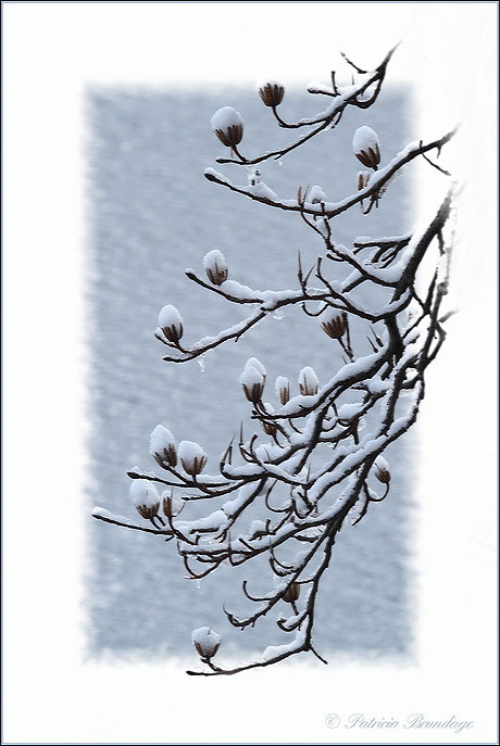 Snow Capped