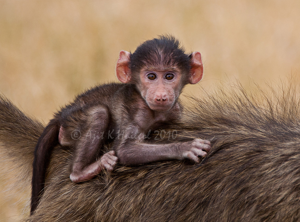 Chacma baboon 
