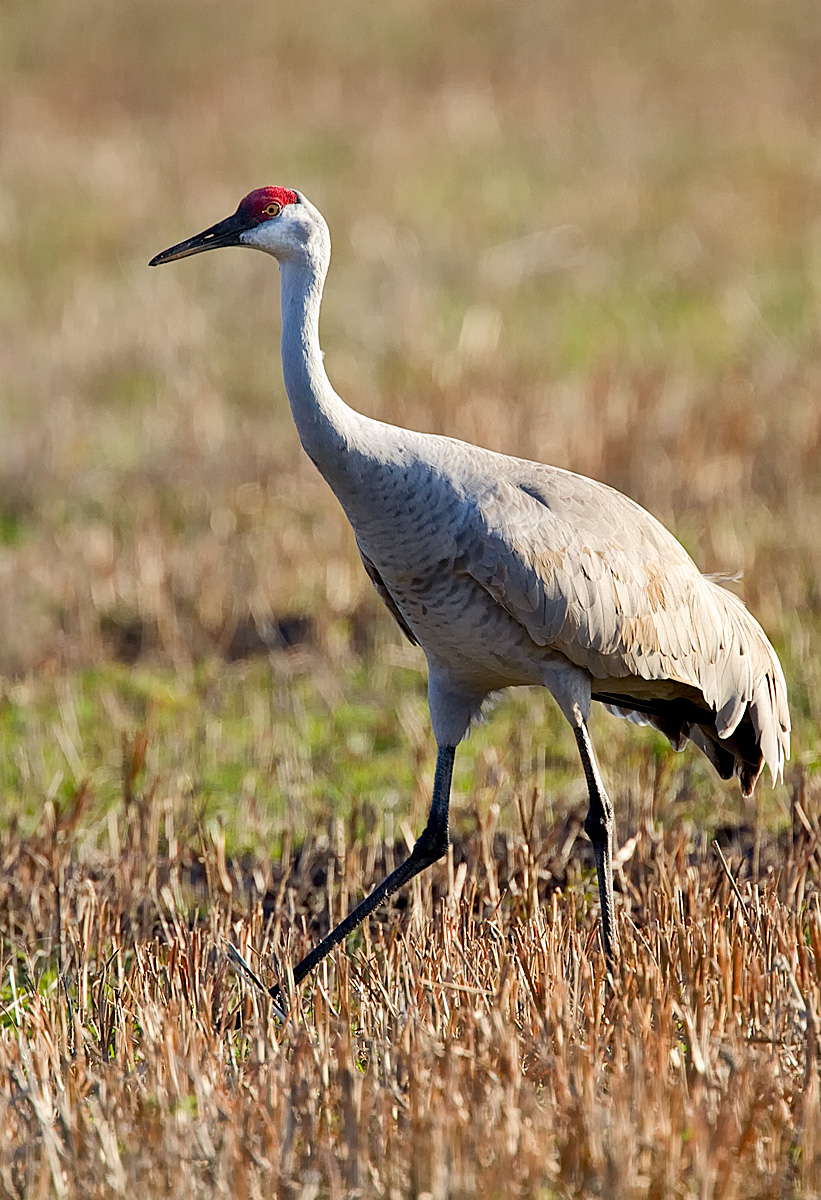 Repost - Sandhill Crane