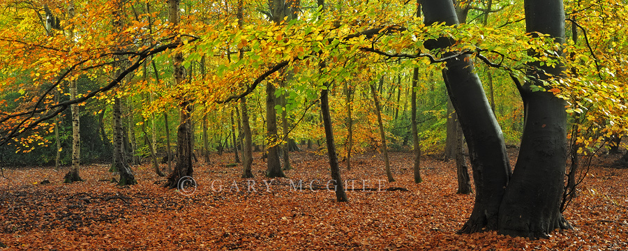 Autumn Canopy